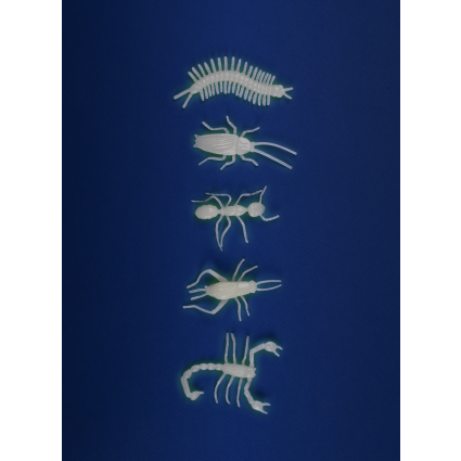 5 insectes phosphorescents